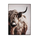 CANVAS PHOTO PICTURE HIGHLAND COW
